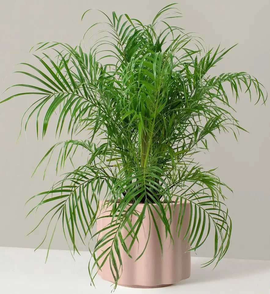 Phoenix Roebelenii Pygmy Date Palm - Live Plant in a 10 Inch Growers Pot - Phoenix Roebelenii - Beautiful Clean outlet Air Indoor Outdoor Houseplnt