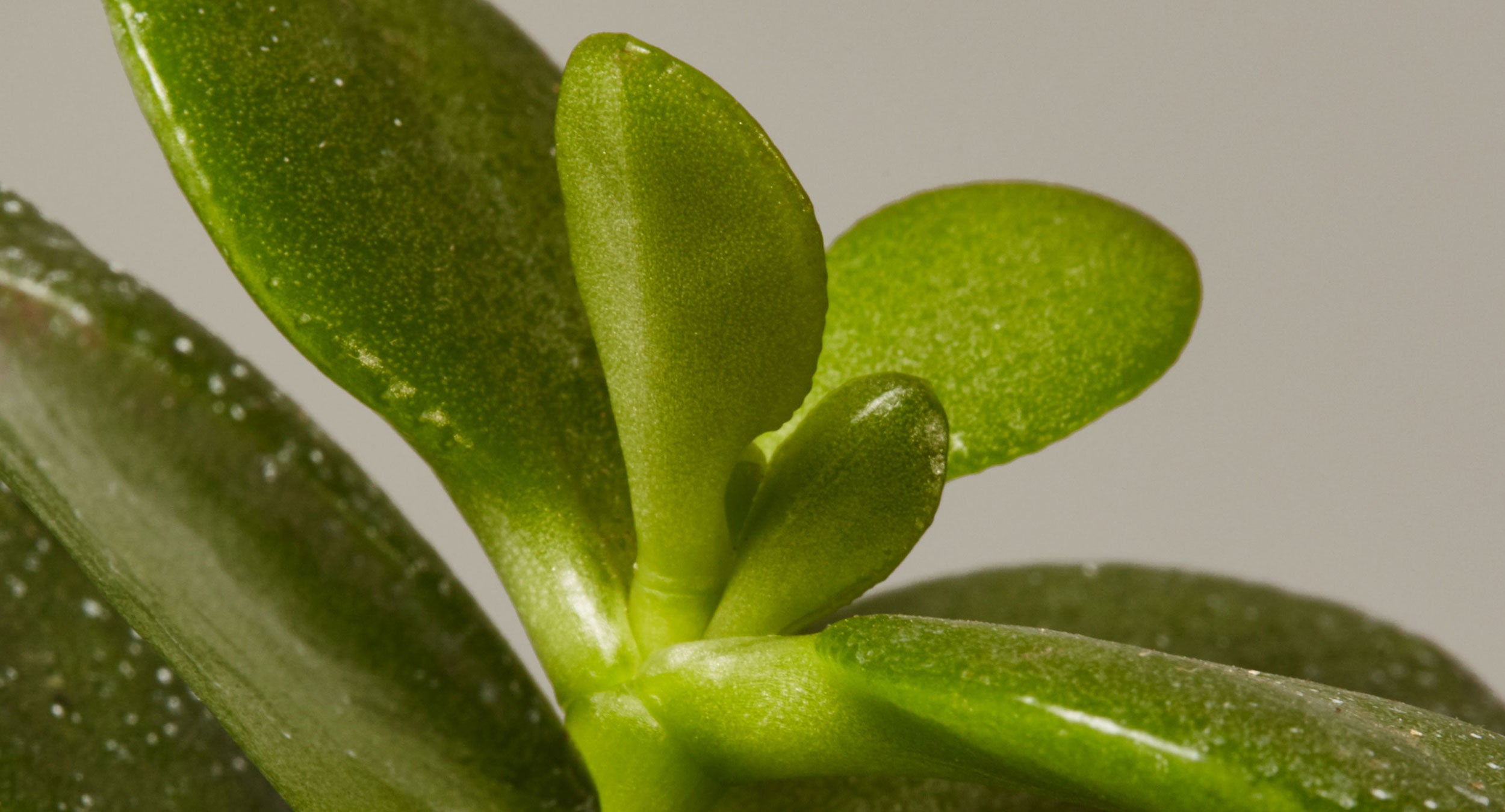 How to care for the Jade Plant | Plants 101 - The Sill