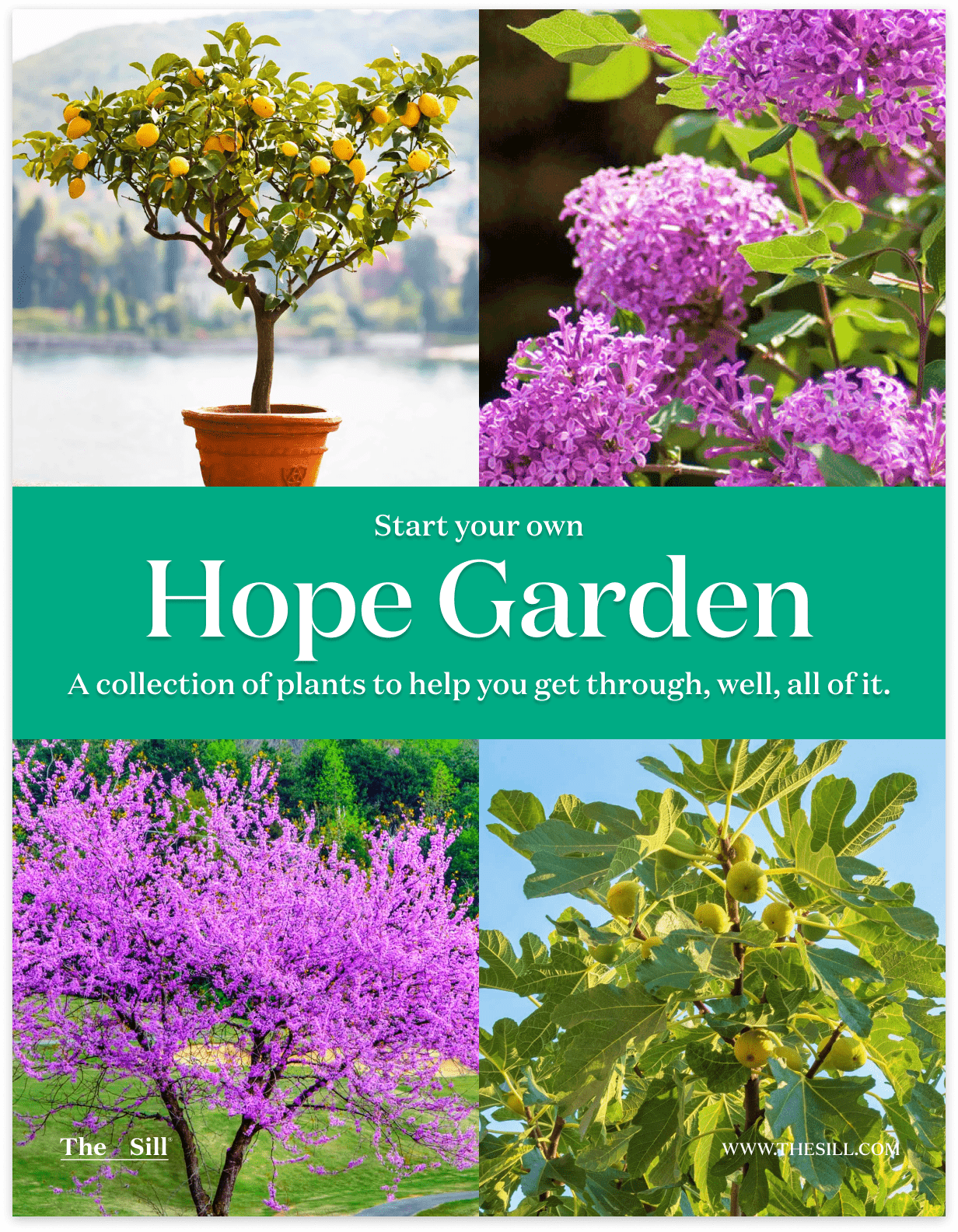 Hope Garden' Outdoor Bundle | Shop Outdoor Houseplants &amp; Gifts 