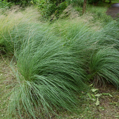 Pink Muhly Grass