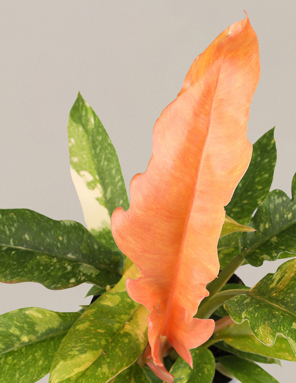 Ring of fire offers philodendron