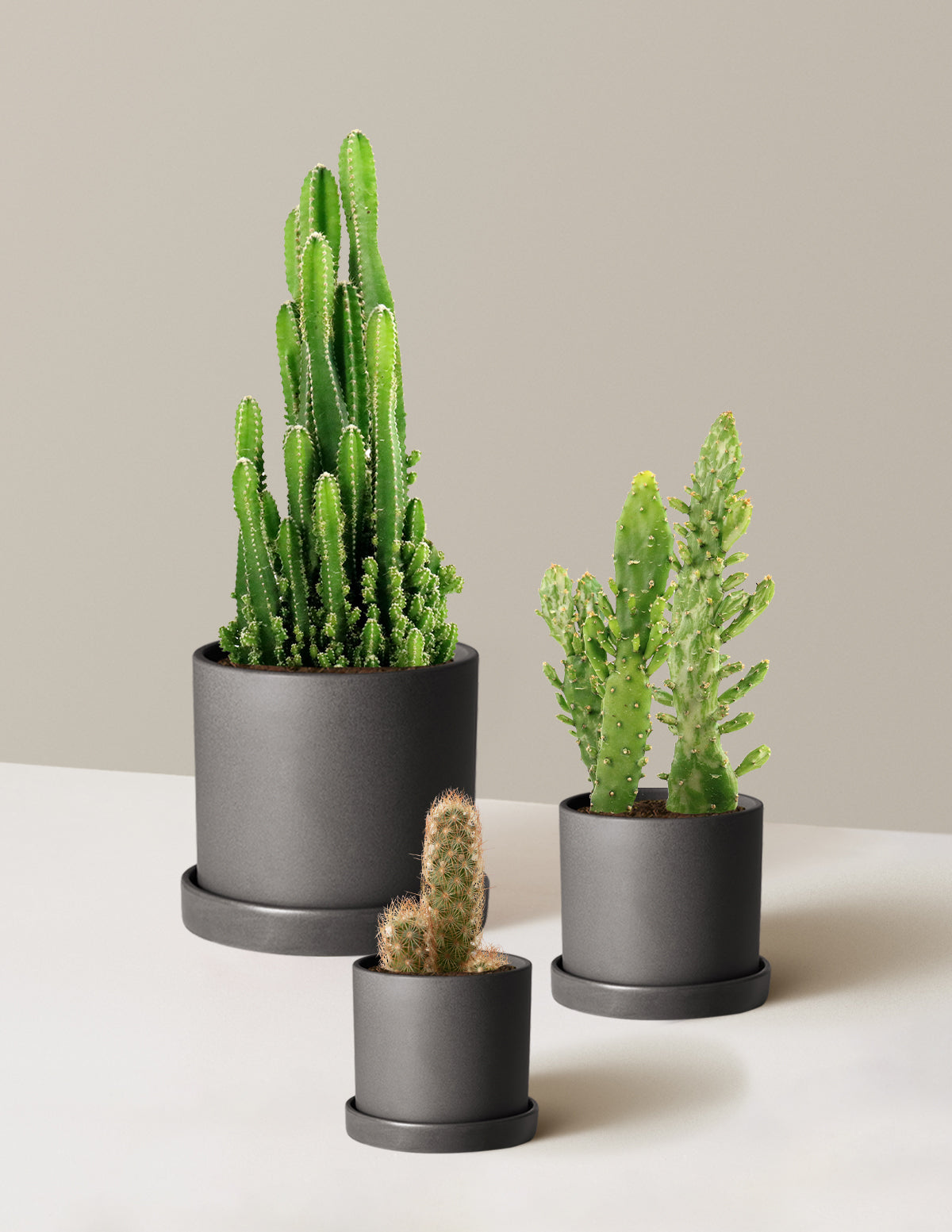 Premium Cactus Trio Set - factory Assorted Species