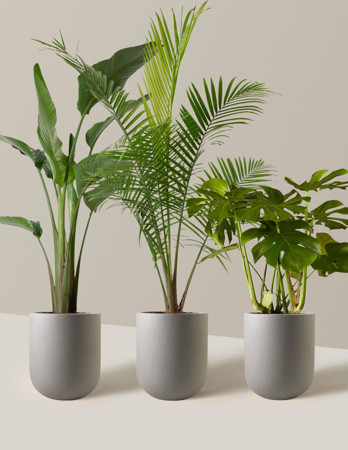 Tropical Trio | Shop Indoor Houseplants &amp; Gifts | The Sill