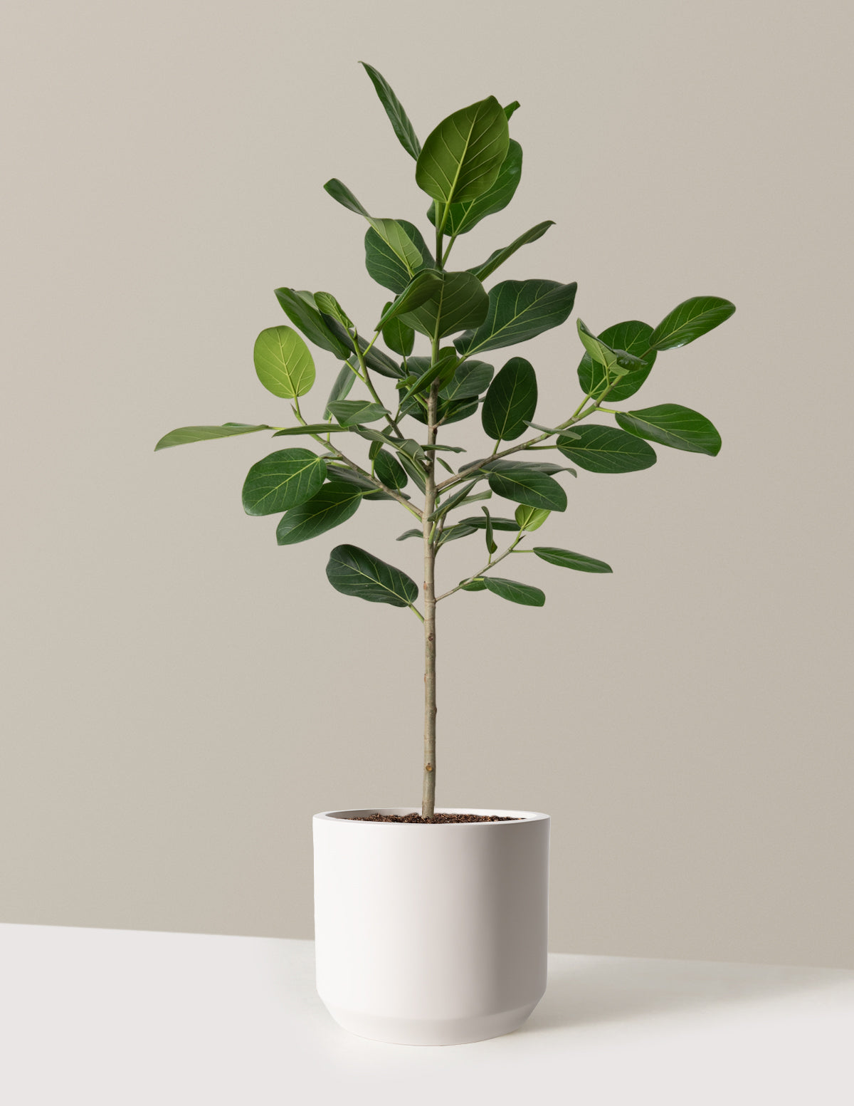 Large Ficus Audrey Tree | Indoor Plants and Houseplants for 