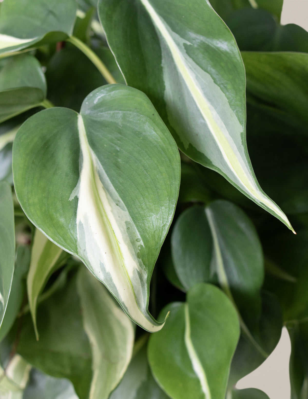 Philodendron factory Rio