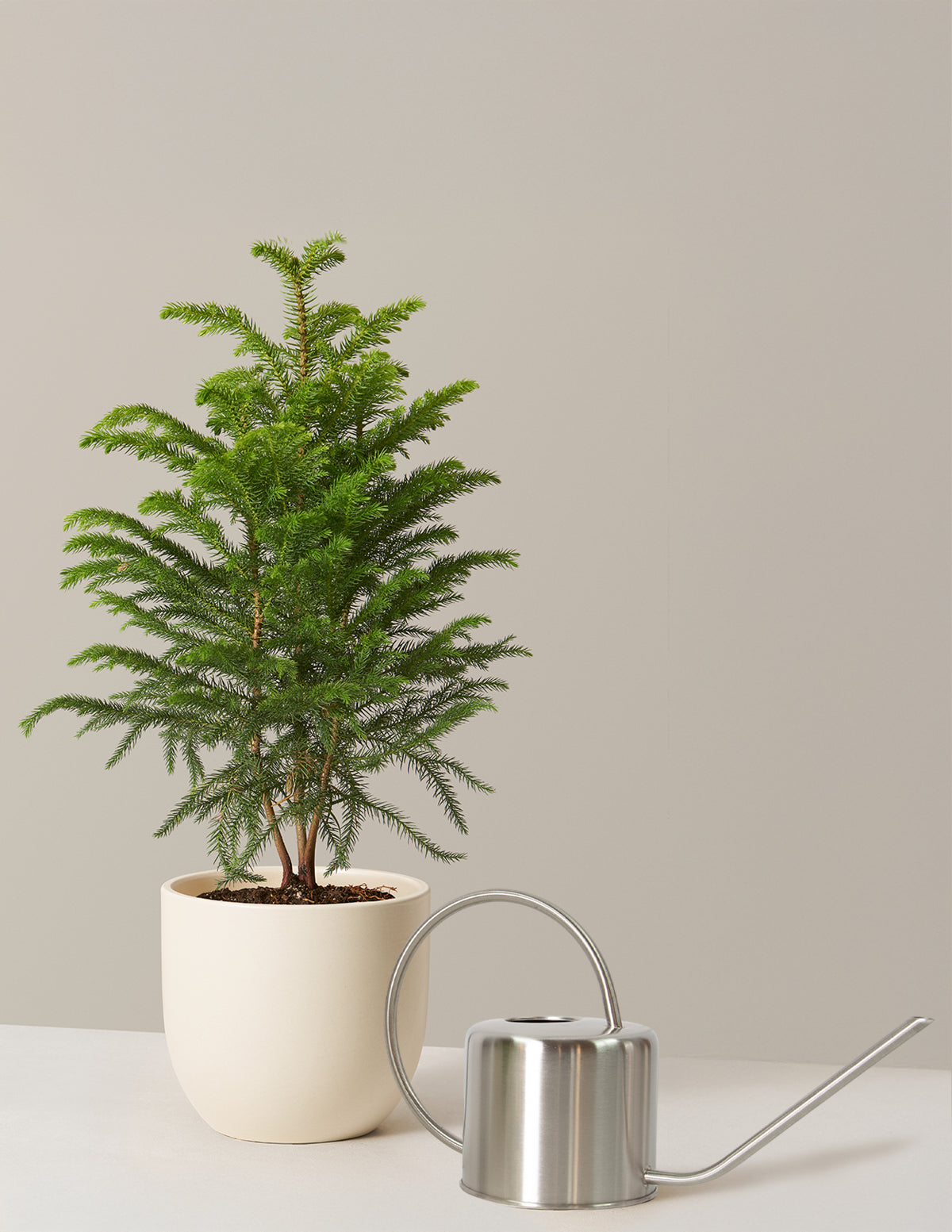 The Holiday Gift Bundle | Houseplants for Delivery | The Sill