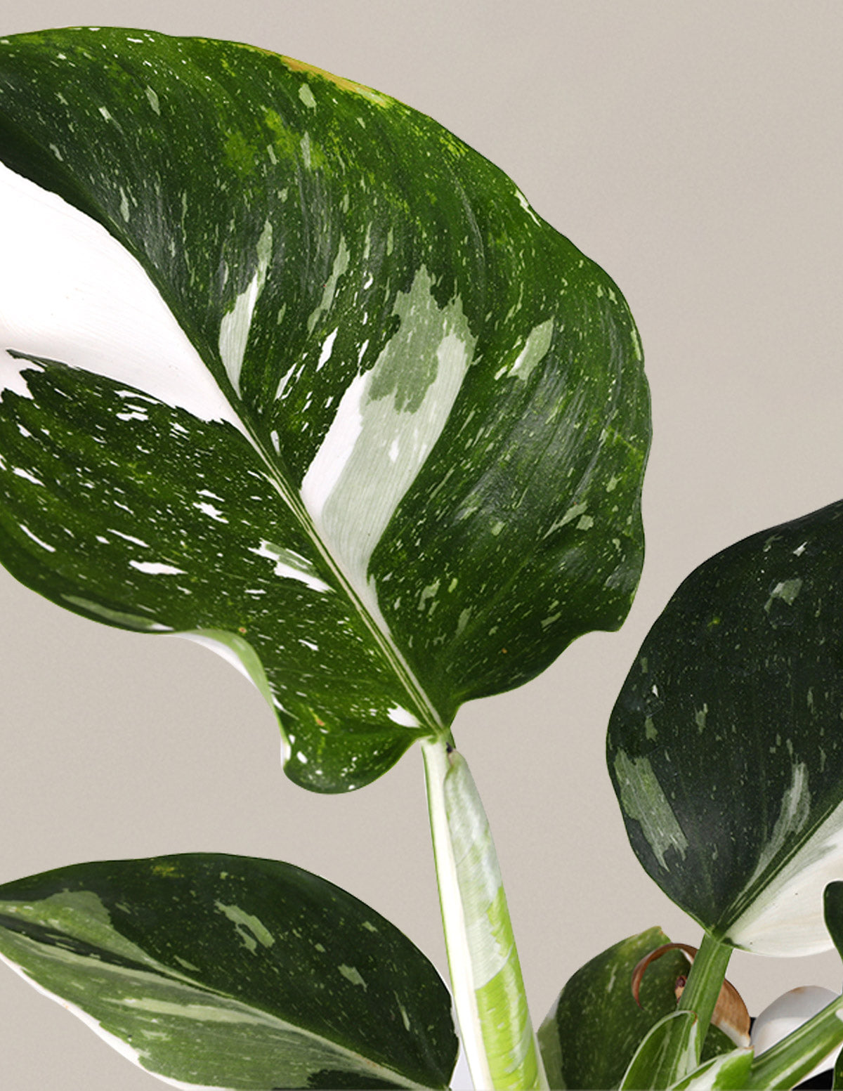 4” offers philodendron white wizard