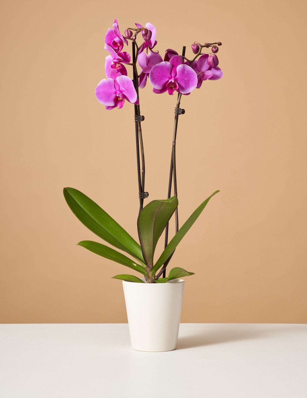 image.title Purple Phalaenopsis Orchid  Gifts & Flowering Plants for Delivery