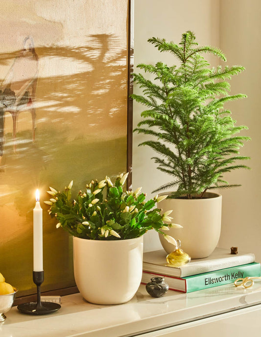 Best Unexpected Gifts for Your Favorite Plant Parent