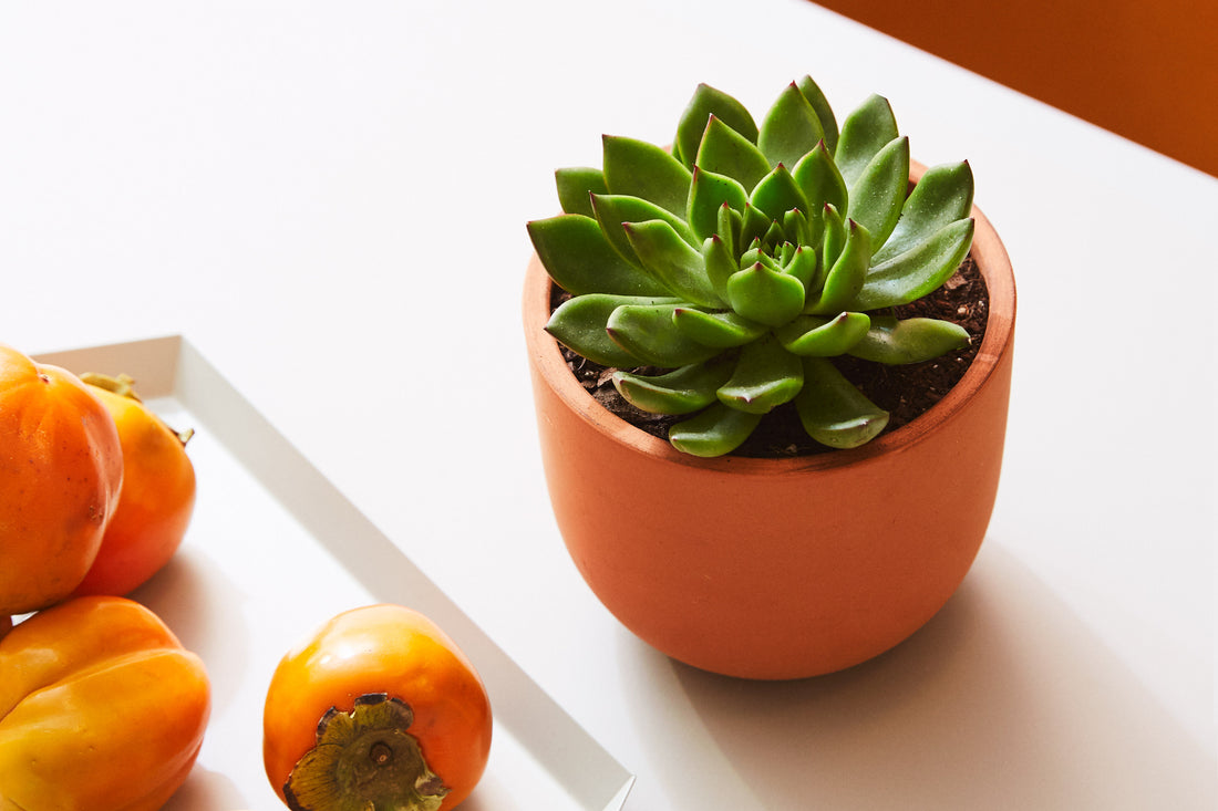 How to Care for Succulents: Plant Care 101