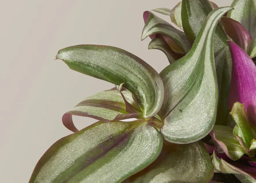 How to Care for a Tradescantia