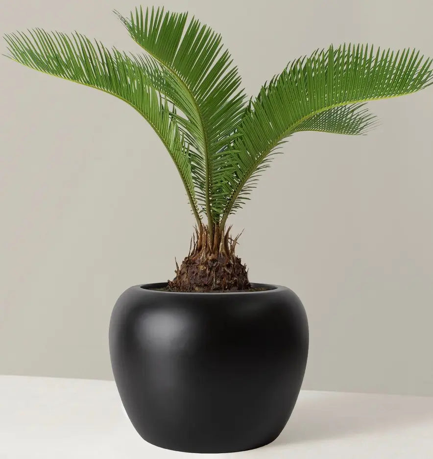 How to Care for a Sago Palm