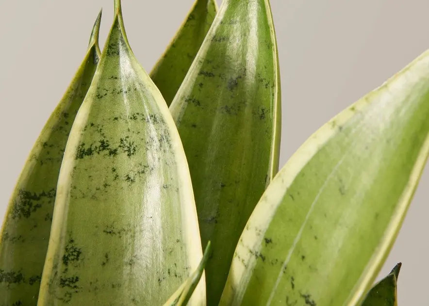 How To Care for a Snake Plant