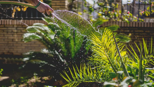 Gardening 101: How to Water Your Garden