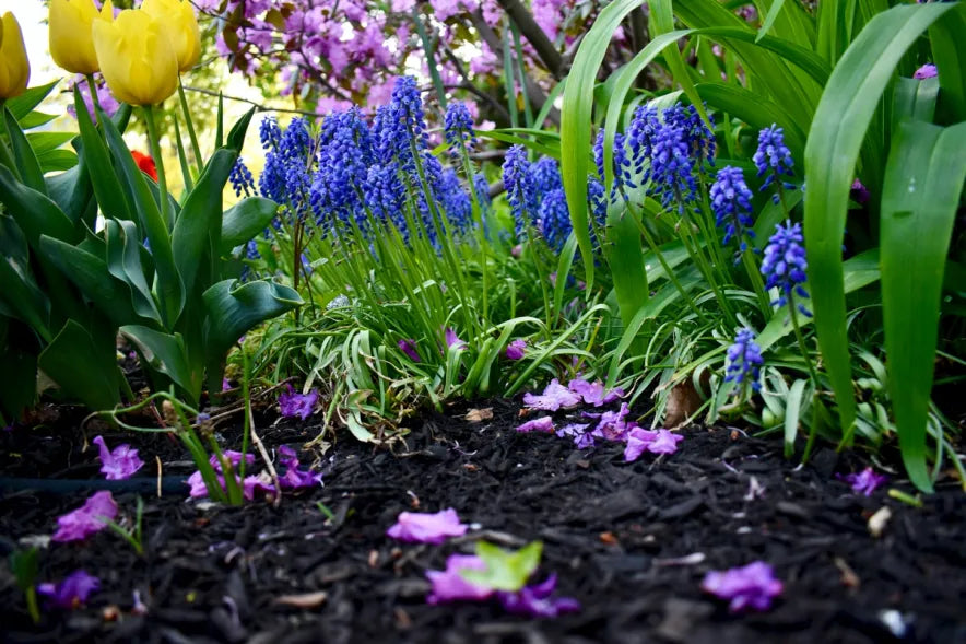 Gardening 101: How to Mulch Your Garden