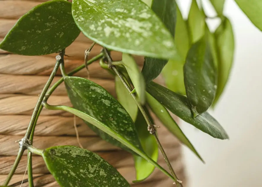 How To Care for a Hoya Plant