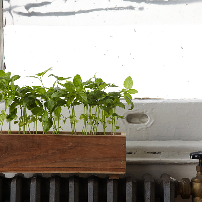 Creating an Herb Garden at Home