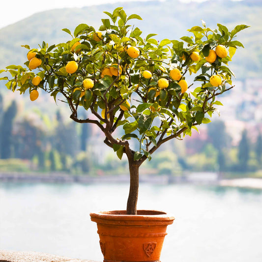 Citrus Trees 101: Care