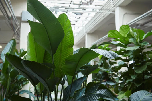 What is Biophilic Design?