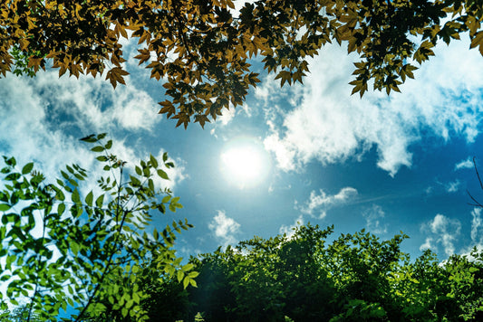 Gardening 101: How to Determine Sunlight in Your Garden