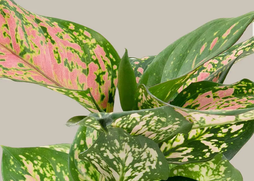 How to Care for an Aglaonema