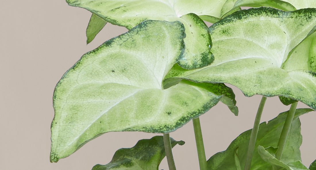 How to Care for an Arrowhead Plant