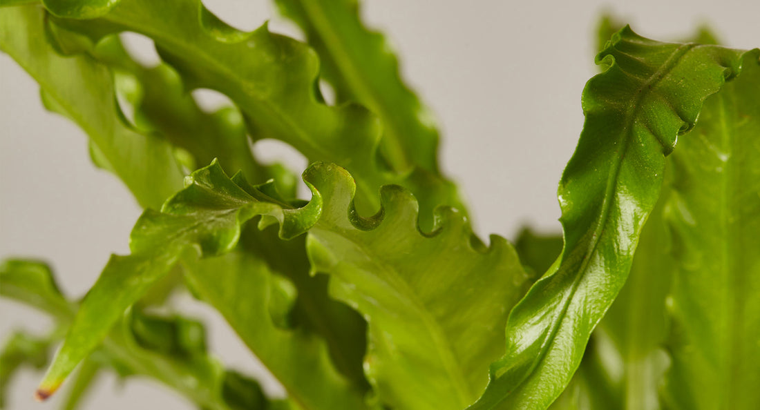 Bird’s Nest Fern