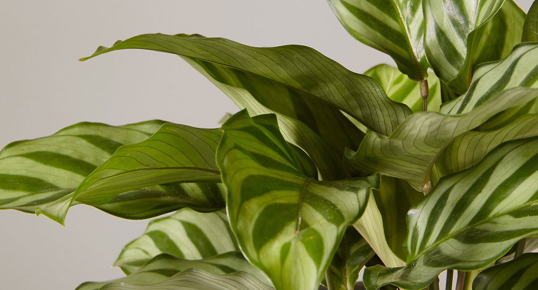 Photo of Calathea plant leaves