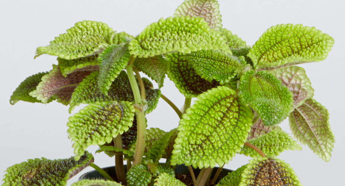 Moon Valley Pilea (Pilea Mollis)