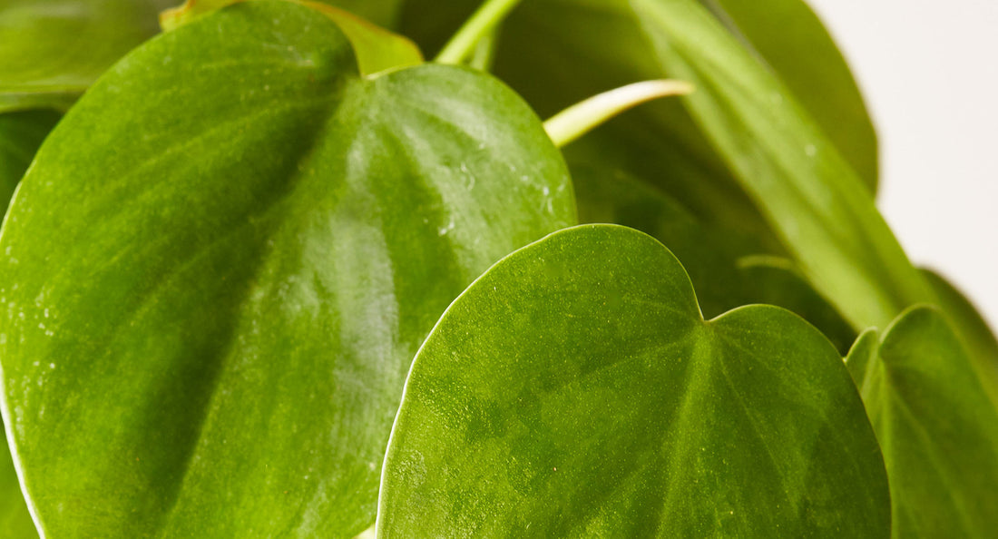 Philodendron