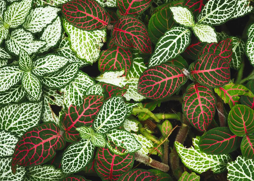 How to Care for a Fittonia