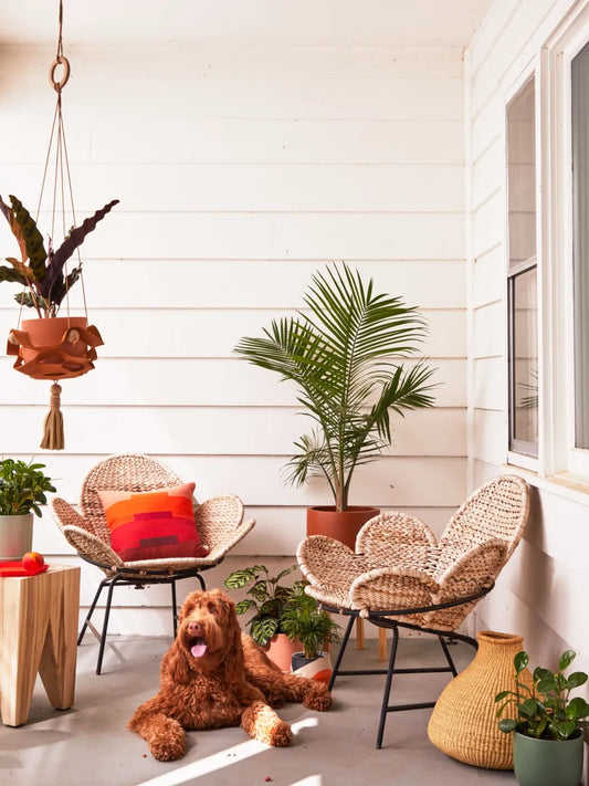 How to Create a Pet-Safe Plant Collection