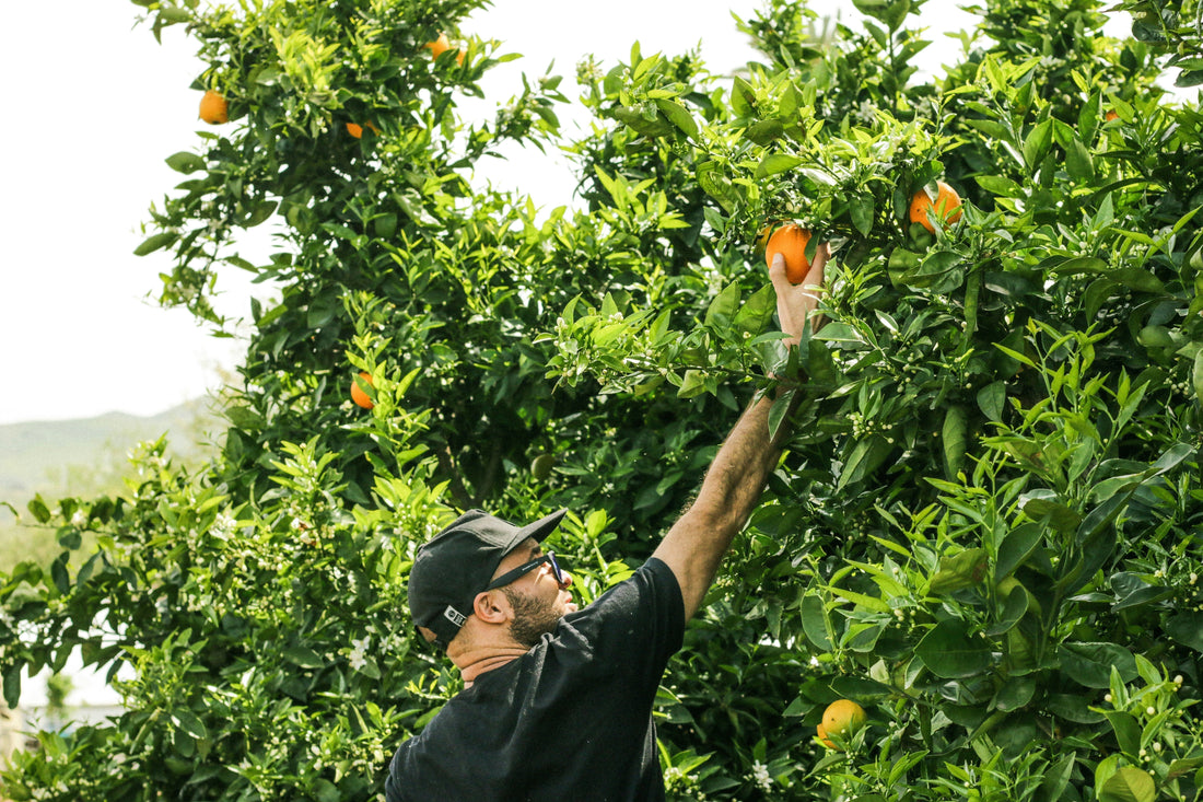 Citrus Trees 101: Harvesting