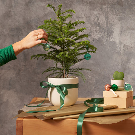 Unique Houseplants for Holiday Decorating and Holiday Gifts