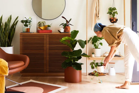 Tips for Decorating Your Space with Houseplants