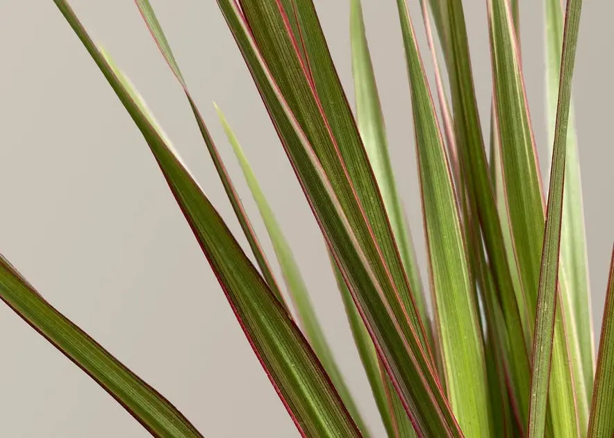 How to Care for a Dracaena