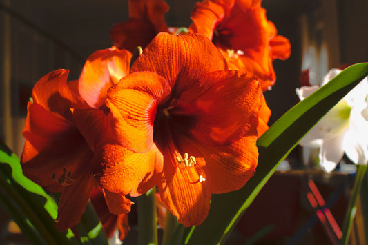 How to Grow and Care for Amaryllis Bulbs Indoors