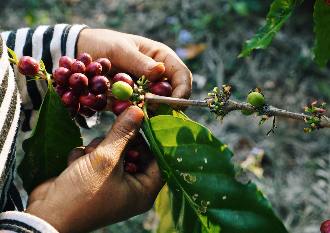 How To Know What Plant You’d Like Based on the Coffee You Drink