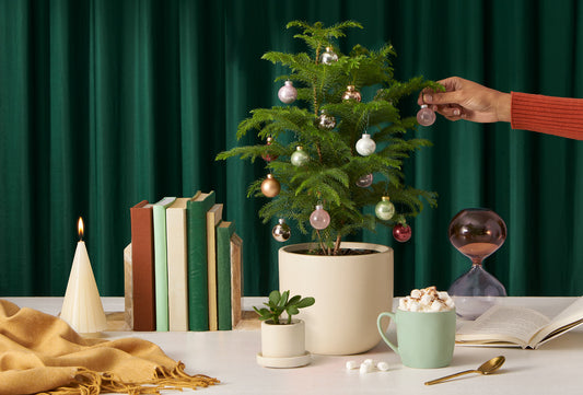 How to Decorate Your Norfolk Island Pine Tree