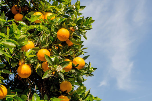 Citrus Trees 101: Pruning