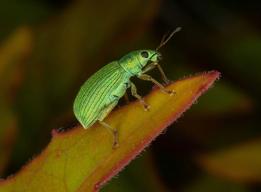 Citrus Trees 101: Pests and Diseases