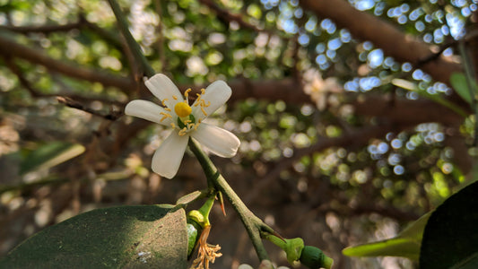 Citrus Trees 101: Pollination