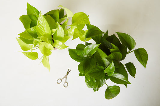 Bird's eye view of two Pothos plants and pruning scissors