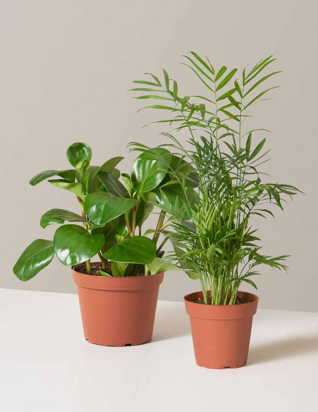 The Best Pet-Friendly Plant for Your Home