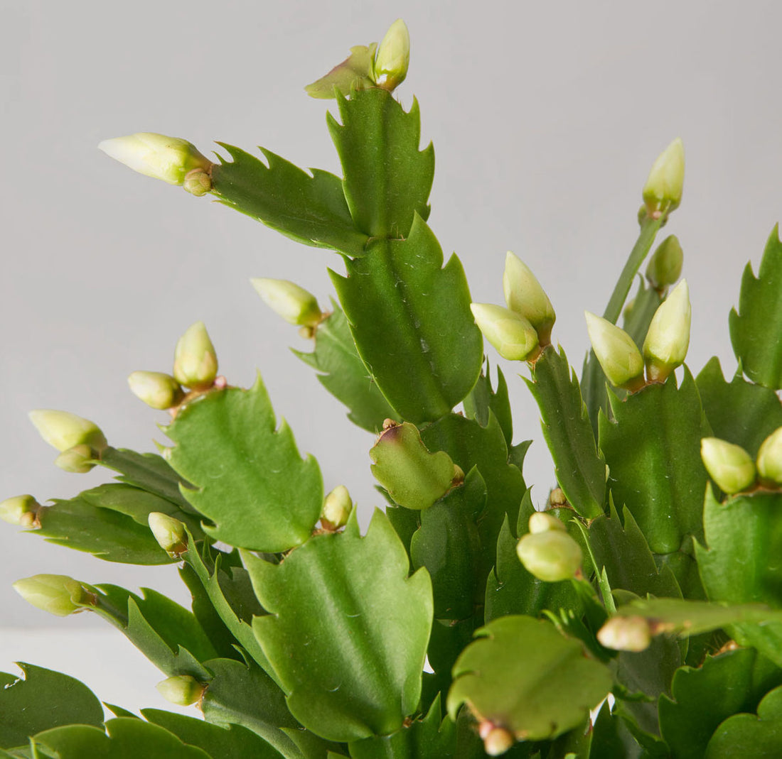 Christmas Cactus for Sale Schlumbergera Plant Care