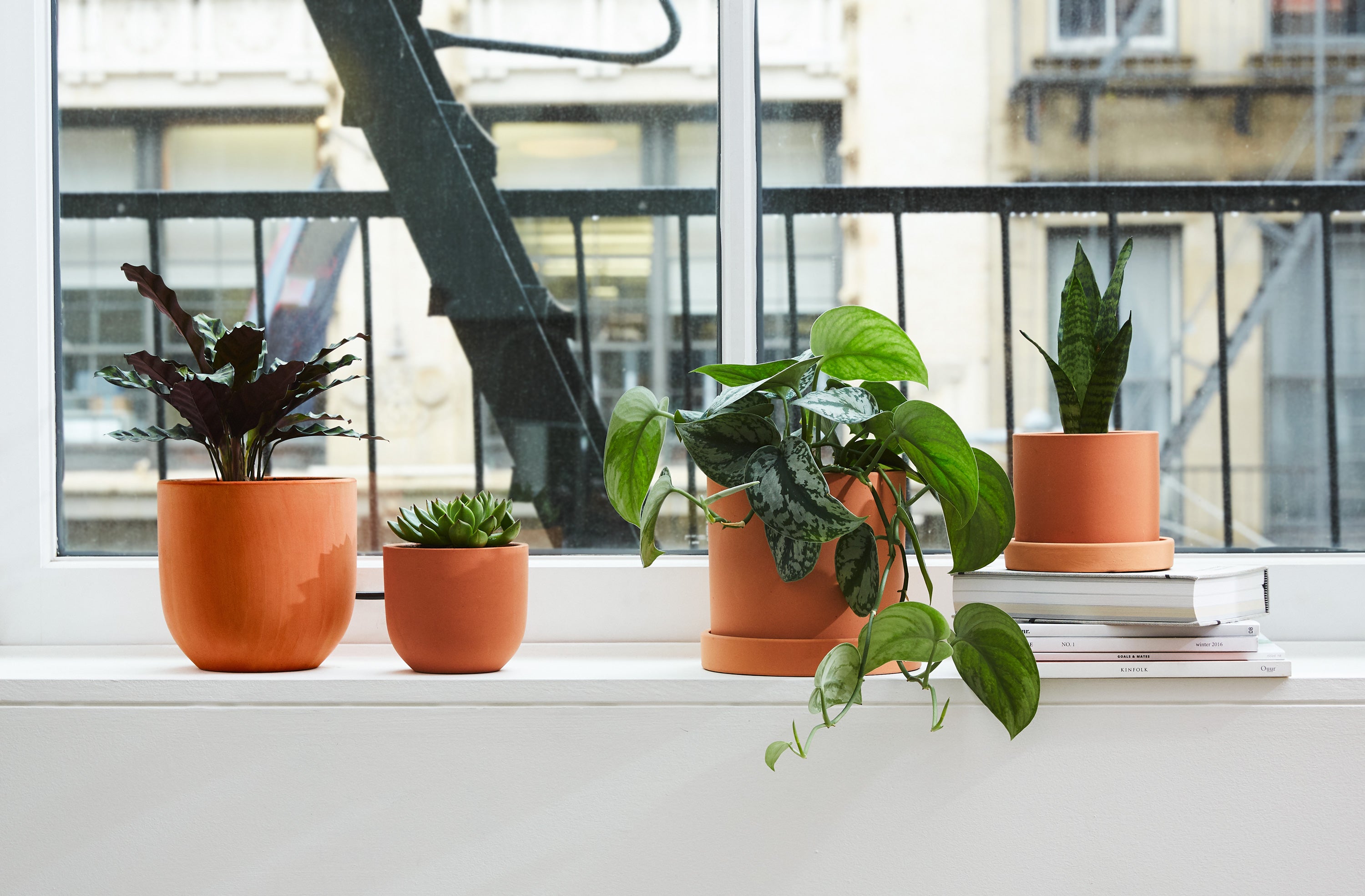 Top Ten Plant Care Tips for Houseplants & Indoor Plants - The Sill