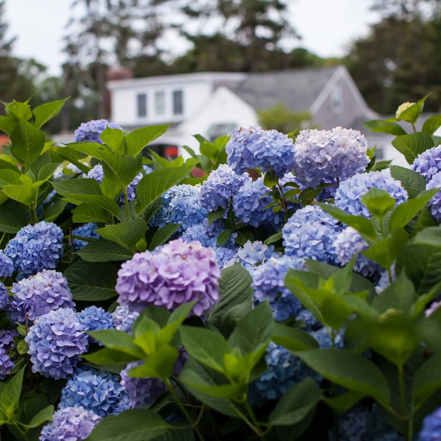 Outdoor Plants