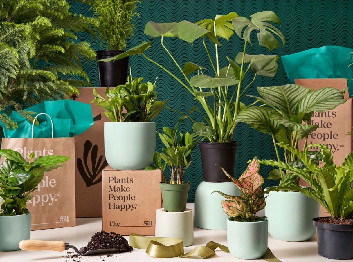 Holiday Plant Collection & Gift Guide