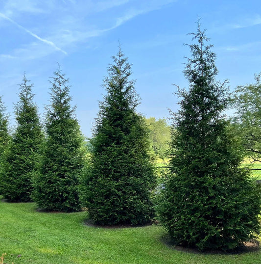 Evergreen Trees