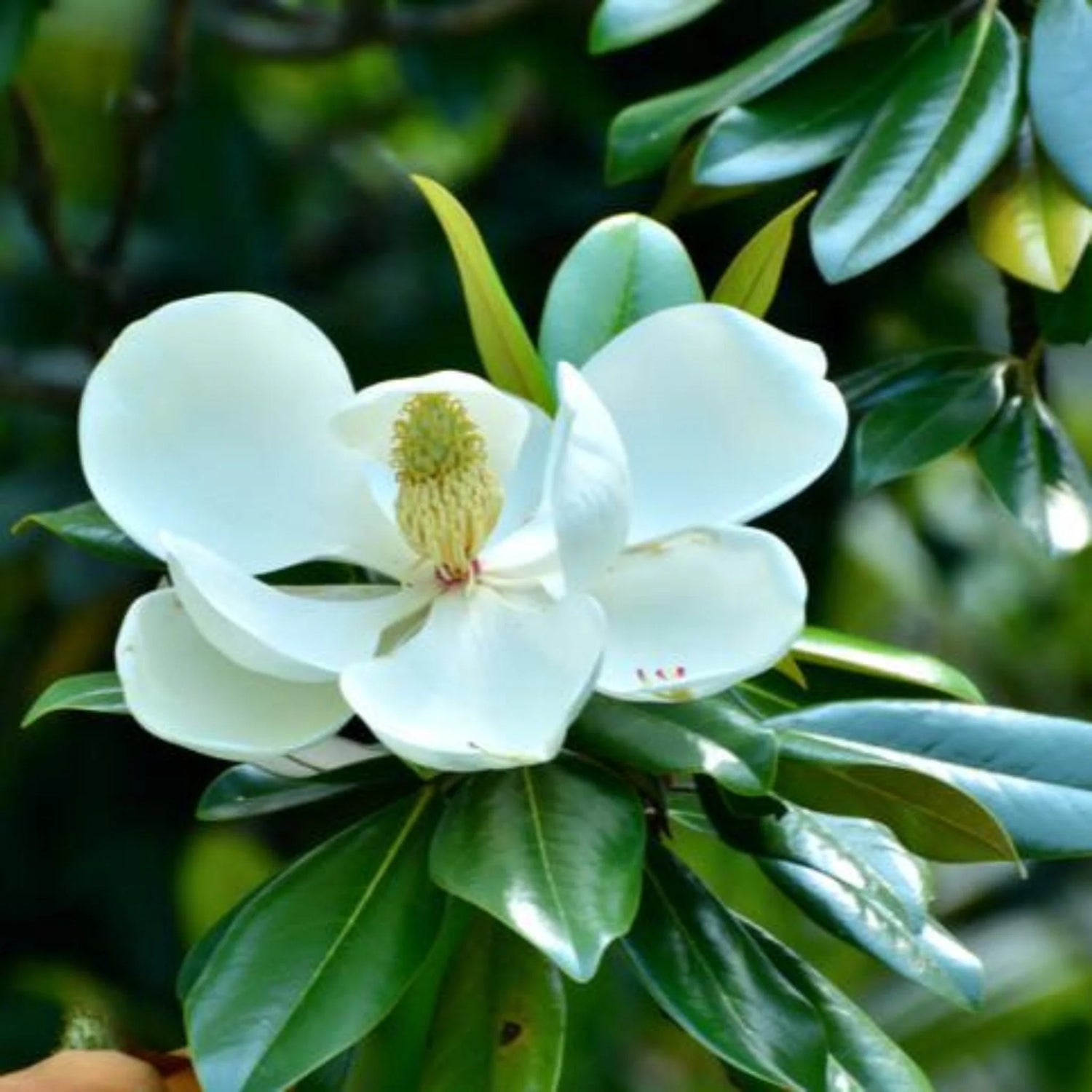 Flowering Trees